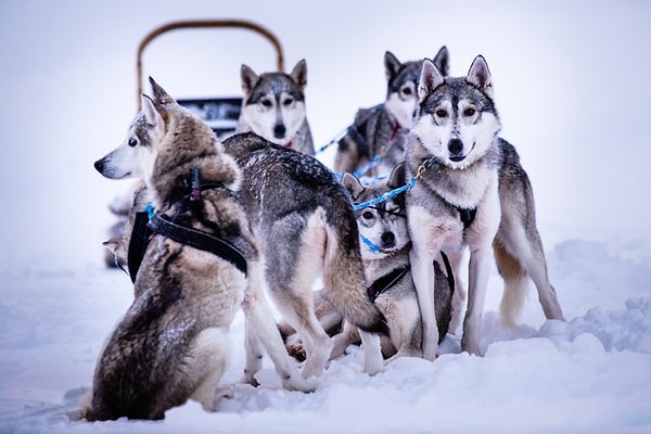 4. Husky kızağı ile maceraya atılın.