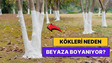 Bazı Ağaçların Köklerinin Beyaza Boyanmasının Çok Mantıklı Gelecek Sebebi