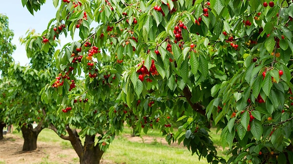 5. Bir meyve ağacı buluyorsun. Bu ağacın meyveleri nasıl?