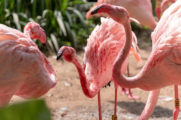 Ebeveynler, yavruların gagası yeterince gelişene kadar onlara bu sütü verir. Peki, flamingo sütünü pembe yapan şey ne?