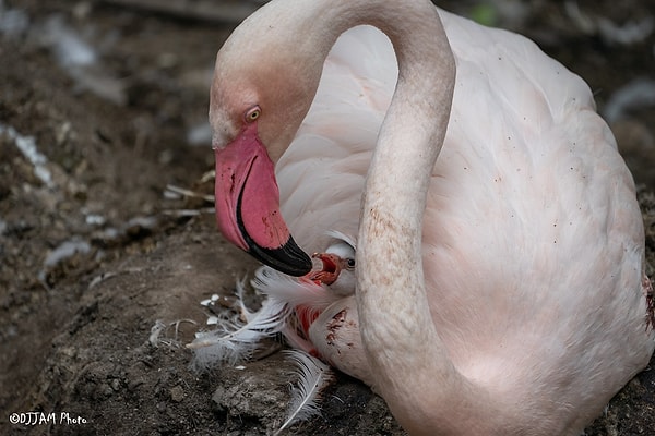 Flamingo sütünü eşsiz kılan şey, rengidir. Parlak kırmızımsı pembe olan bu süt, flamingoların beslenme alışkanlıklarından kaynaklanır. Flamingolar, bol miktarda karotenoid içeren küçük karideslerle beslenirler.