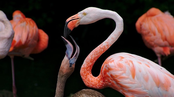 Flamingoların bu eşsiz sütü, yavrularının beslenmesi ve sağlıklı büyümesi için gereken protein ve yağları içerir. Özellikle yavruların hayatta kalma şansını artıran önemli bir adaptasyondur.