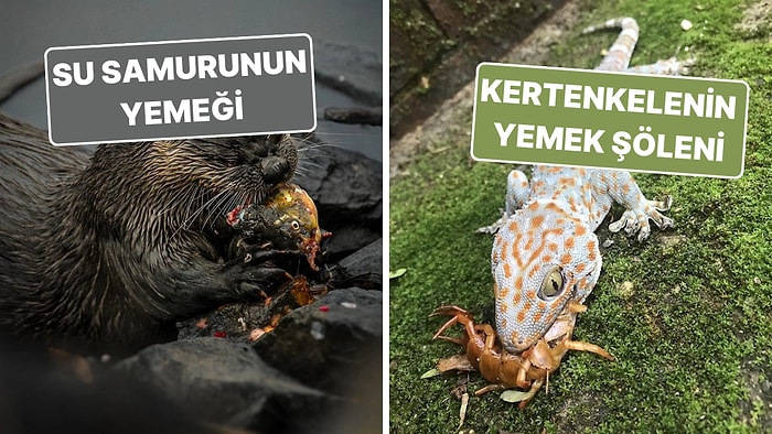 Doğanın Korkutucu Yüzünü İliklerinize Kadar Hissetmenize Sebep Olacak Birbirinden Ürkütücü 15 Yeni Fotoğraf