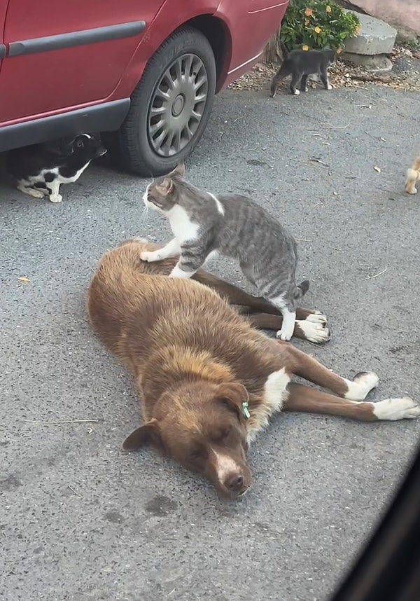 İkilinin bu masum anları tüm insanlığın örnek alması gereken duygulara sahipti.