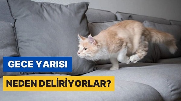 3. Kediler Neden Gecenin 3'ünde Cin Görmüş Gibi Oraya Buraya Koşturur?