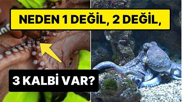 9. Ahtapotların Üç Tane Kalbe Sahip Olmasının Arkasında Yatan İlginç Sebep