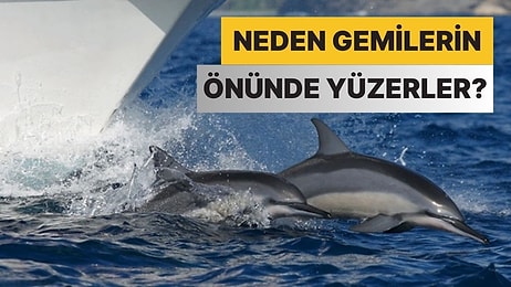 Düşündüğümüzden de Zekiler: Yunuslar Neden Gemilerin Önünde Yüzer?