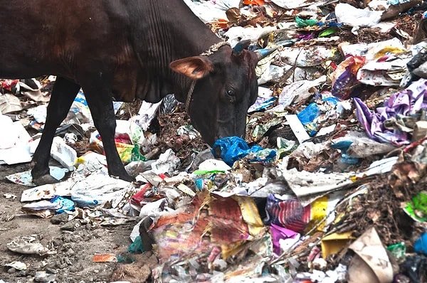 Bu yabancı metaller, ineğin sindirim sistemine girdikten sonra retikulum adı verilen mide bölümüne yerleşebilir ve burayı delip enfeksiyon, ateş ve sindirim sorunlarına yol açabilir.