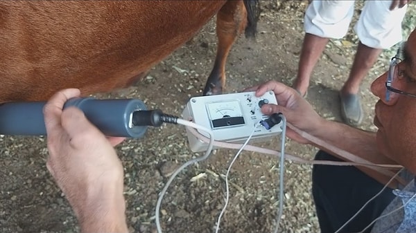 Bu durum, "hardware disease" ya da bilimsel adıyla "Retikuloperitonitis Travmatika" olarak bilinir ve oldukça acı verici bir hastalıktır. Hastalığın en etkili çözümü, ineklerin yiyeceklerine metal parçaların karışmasını engellemektir