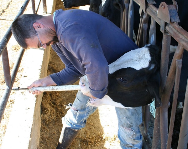 Çiftçilerin kullandığı bu özel mıknatıslar, ineklerin retikulum bölgesine yerleştirilir. Mıknatıs, yabancı metal cisimleri bir arada tutarak bir top haline getirir ve bu metallerin retikulumu delmesini önler.