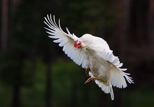 Ancak tavukların ağır gövdeleri ve küçük kanatları, oranı tutturmalarını imkansız hale getiriyor. Bu nedenle tavuklar havada kısa bir süre bile kalmakta zorlanıyorlar.