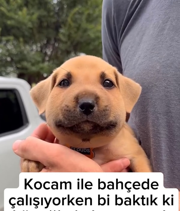 Bir kadın da dünyalar tatlısı yavru köpeğinin bu halde olduğunu görünce büyük bir şok yaşamış ve soluğu veterinerde almıştı.