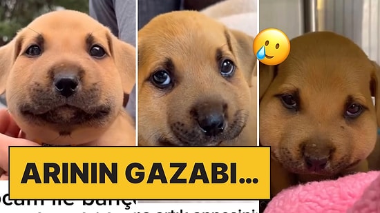 Yaban Arısının Gazabına Uğrayan Yavru Köpekler Tatlılıklarıyla Kalpleri Eritti