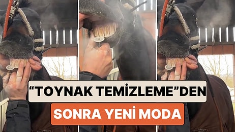 At Toynağı Temizleme Videolarından Sonra Şimdi de At Dişi Temizleme Videoları Ortaya Çıktı