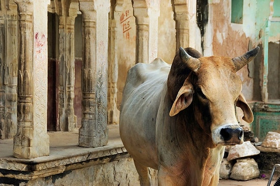 The Fascinating Reasons Behind the Sacred Status of Cows in India