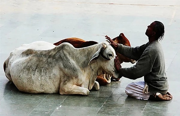 In Western culture, pet ownership is somewhat similar to the way Hindus care for cows.