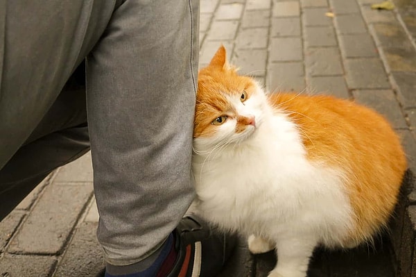 Cats have different ways of communicating with humans.