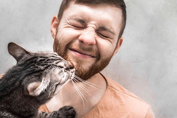 Moreover, cats have glands in their cheeks, forehead, and chin that contain "pheromones."