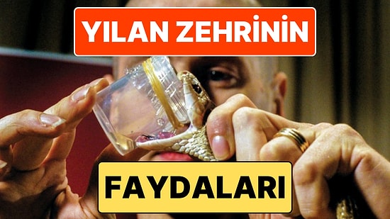 Yılan Zehrinin Tıp Dünyasında Kullanıldığı Alanlar ve Tedavi Bakımından Sunduğu Faydalar