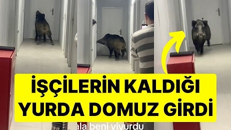 İşçilerin Kaldığı Yurda Yaban Domuzu Girdi: "Az Kalsın Beni Yiyordu"