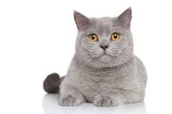 Bozo Kedi