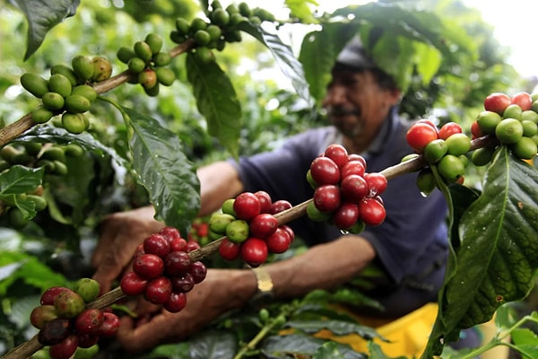 Vietnam kahve kültürünün kalbi, robusta çekirdeklerinde atıyor. Güçlü ve yüksek kafeinli olan bu çekirdekler, Vietnamlıların tercihi.