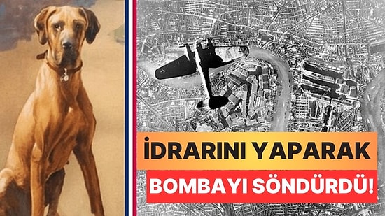 İkinci Dünya Savaşı Sırasında Bir Bombayı İdrarıyla Söndüren Kahraman Köpek: Juliana