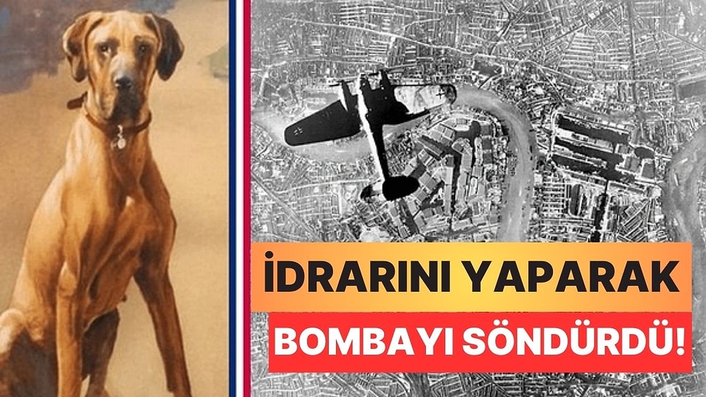 İkinci Dünya Savaşı Sırasında Bir Bombayı İdrarıyla Söndüren Kahraman Köpek: Juliana