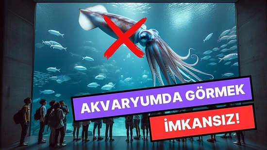 Dünyadaki Hiçbir Akvaryumda Mürekkep Balığı Olmamasının Sebebi Nedir?