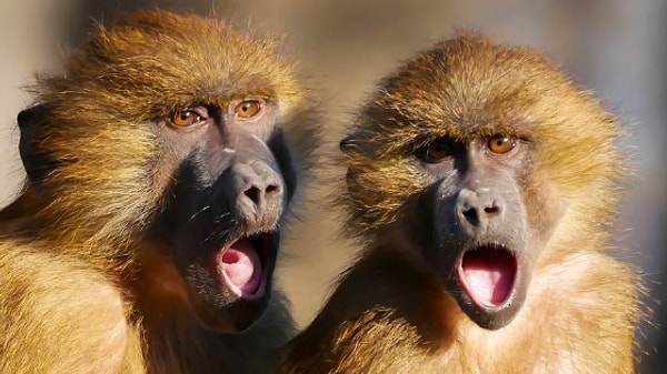 Bilim insanları ayrıca primat gruplarında, güçlü ilişkiler sürdürebilen bireylerin daha uzun yaşadığını ve daha fazla yavru sahibi olduğunu keşfettiler.