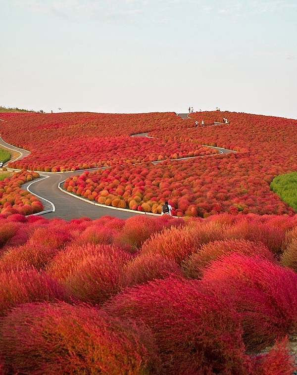 11. Hitachi Seaside Park