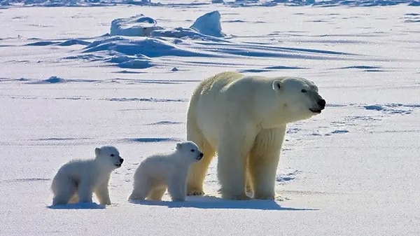 Alaska'da yaşayan kutup ayıları, sadece birkaç on yıl öncesi ile kıyaslandığında bile şu anda 5 farklı patojene daha fazla maruz kalıyor.