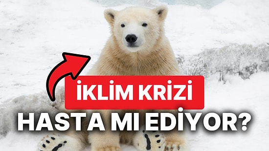 Kuzey Kutbu Isınıyor, Kutup Ayılarının Hastalık Riskini Artıyor "Besin Zinciri Etkilenebilir!"