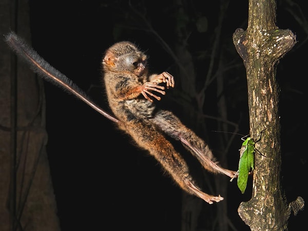 3. Öldürmek için gelen bir tarsier