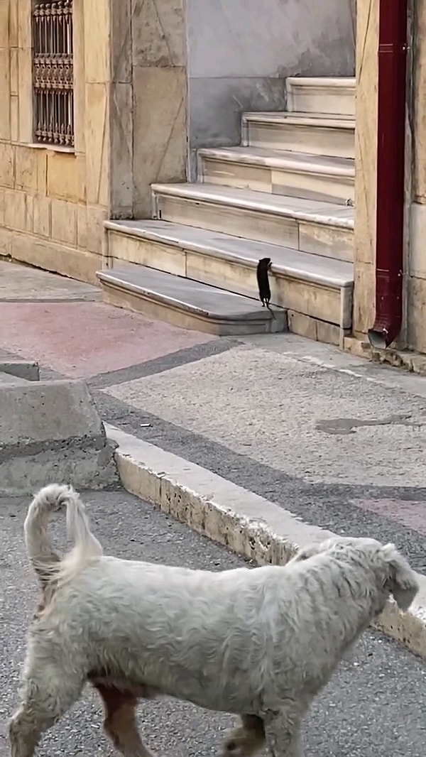 Özellikle gördüğünüz bu fare adeta sokağı sahiplenmiş durumdaydı.