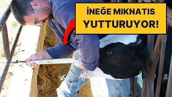 6. İneklere Mıknatıs Yutturulmasının Akla Hayale Gelmeyecek Sebebi