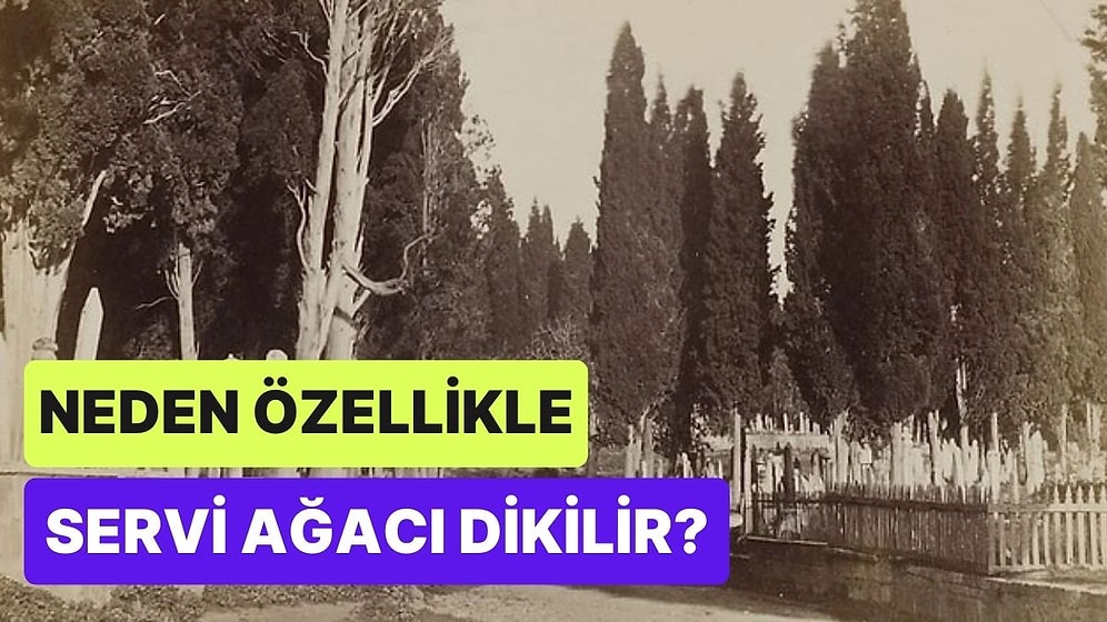 Mezarlıklara Servi Ağacı Dikilmesinin Muhtemelen İlk Kez Öğreneceğiniz Sebepleri