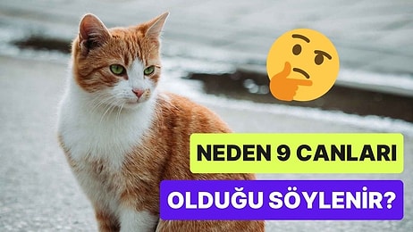 Kedilerin 9 Canı Olduğu Söylentisi Tam Olarak Nereden Geliyor?