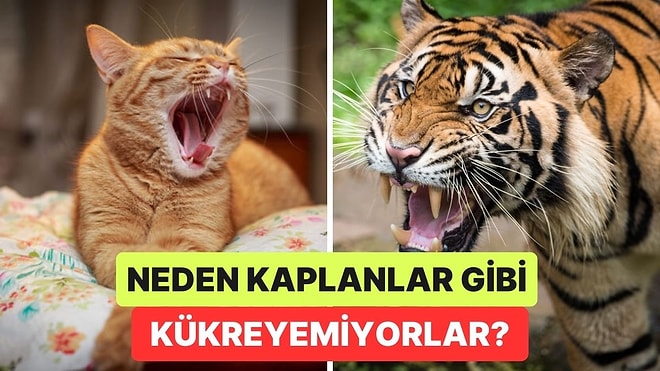 Kediler Neden Kedigil Ailesinden Gelmesine Rağmen Kaplanlar Gibi Kükreyemiyor?