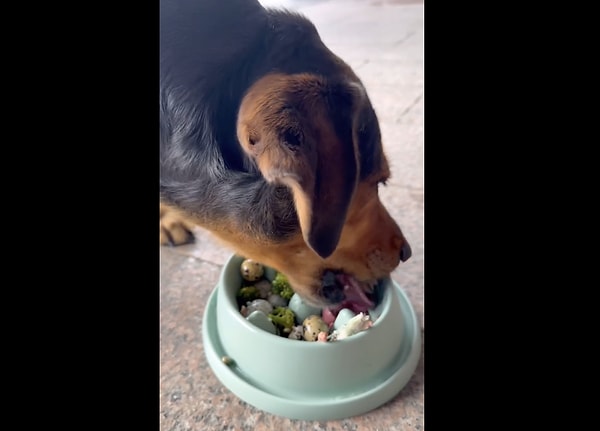 Köpeğin yemeği afiyetle yediği o video, izleyenleri de pamuk gibi yaptı.