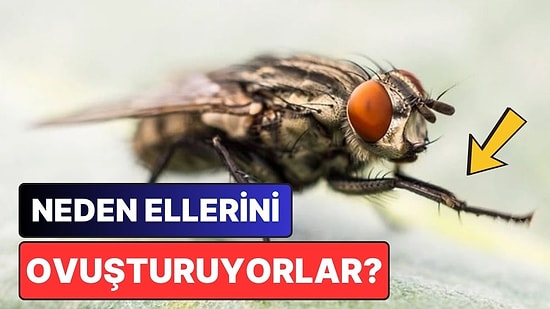 Sanırsın Kötü Karakterler: Sinekler Neden Ellerini Sinsice Ovuştururlar?