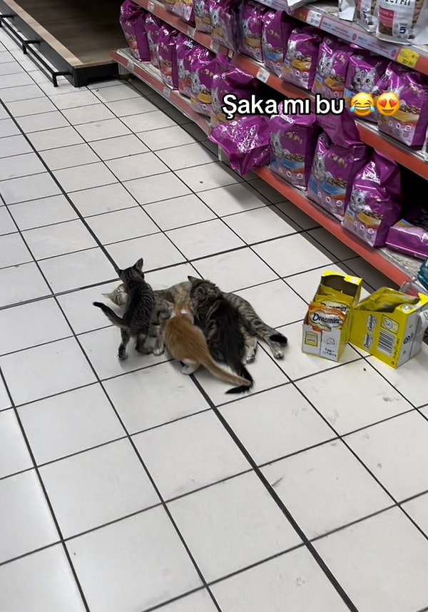 Tatlı kedi, yavrularını emziriyordu ama kendilerine doğru gelen kişileri görünce raflara doğru kaçtılar.