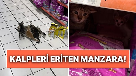 Tam da Mama Reyonunda Bebişlerini Emziren Anne Kedi O Anlarıyla İçimizi Isıttı