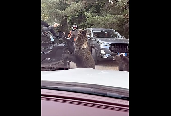 Rusya'da bir adam aracın içinden bir ayıya yiyecek uzatmak istedi.