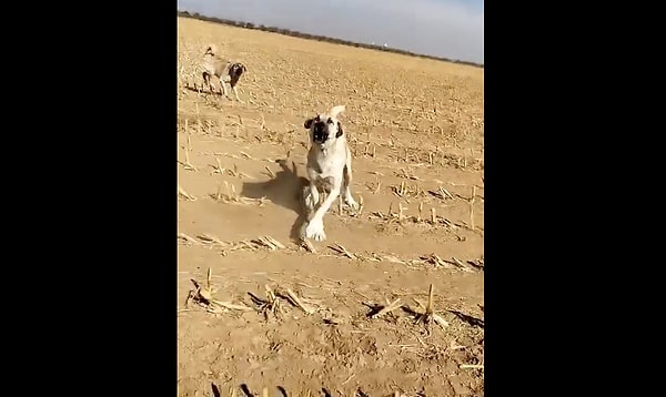 Arazide koşu yapan Yerli John Wick birkaç köpek tarafından kovalandı.