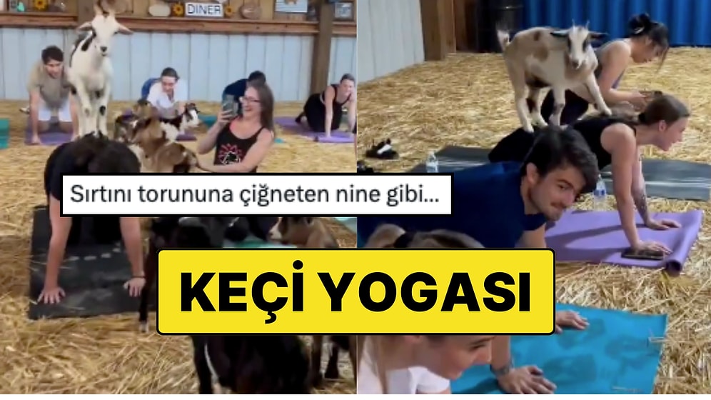 Karşınızda Ahırda Keçi Yogası! Yeni Trend, Akıllara 'Türkiye'de Ne Zaman Görürüz?' Sorusunu Getirdi