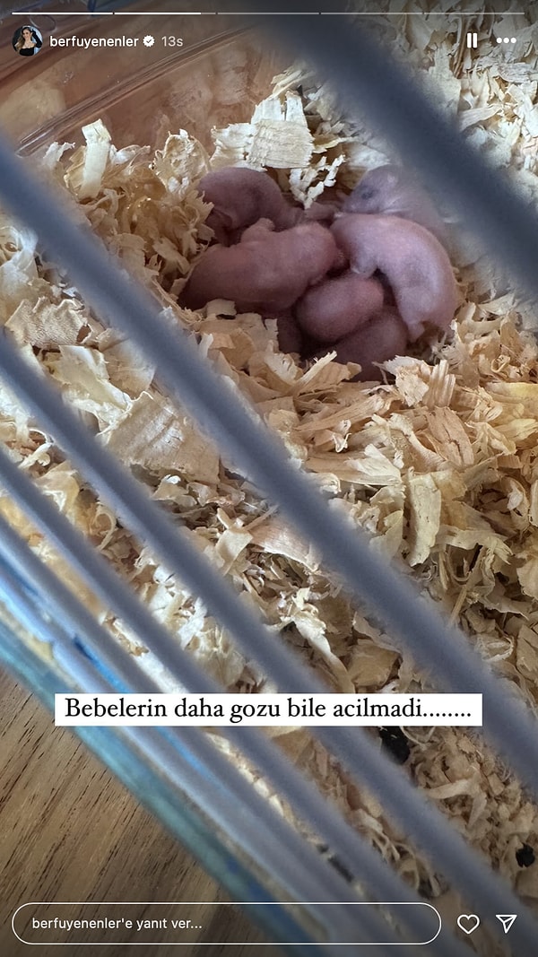 Berfu Yenenler'in aileye yeni kattığı hamster üyelerden biri hamile çıktı, doğum bile yaptı.