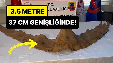 Tarihi Eser Kaçakçılığı Operasyonunda, Üzerinde İbranice Yazı Olan Üç Buçuk Metrelik Piton Derisi Bulundu