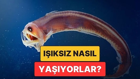 Derin Okyanusta Işık Olmamasına Rağmen Altındaki Canlılar Nasıl Yaşıyor?