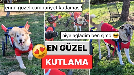 En Güzel Cumhuriyet Bayramı Kutlaması: Patili Dostlarımızın Cumhuriyet Bayramı Kutlaması Kalpleri Isıttı